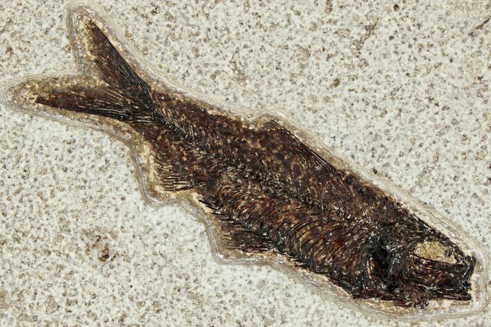 Detailed Fossil Fish (Knightia) - Wyoming #327828